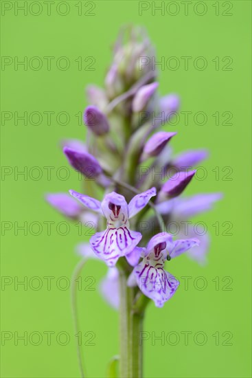 Southern marsh orchid