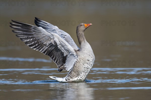 Greylag goose