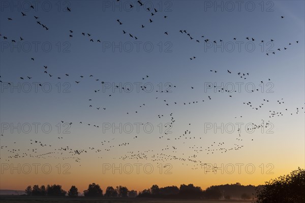 Pulling Greylag goose