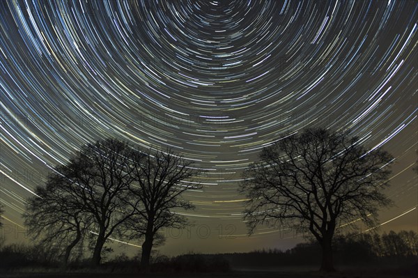 Star trails over trees in the night sky