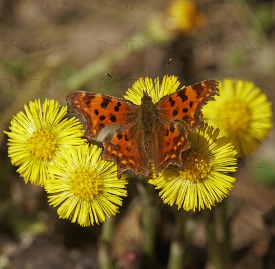 Comma
