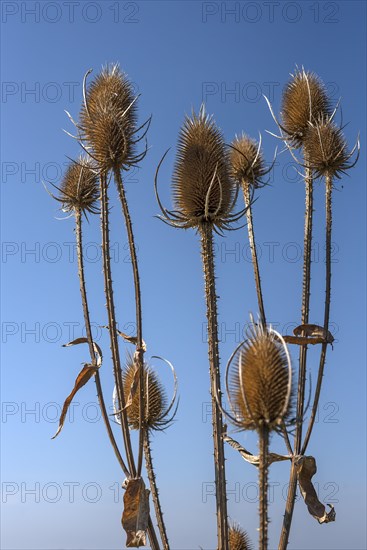 Wild teasels