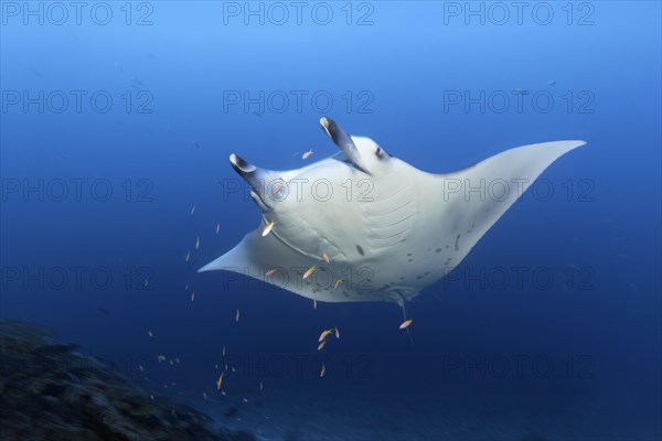 Reef manta ray