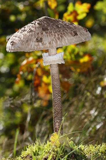 Parasol mushroom