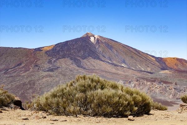 Teide Broom