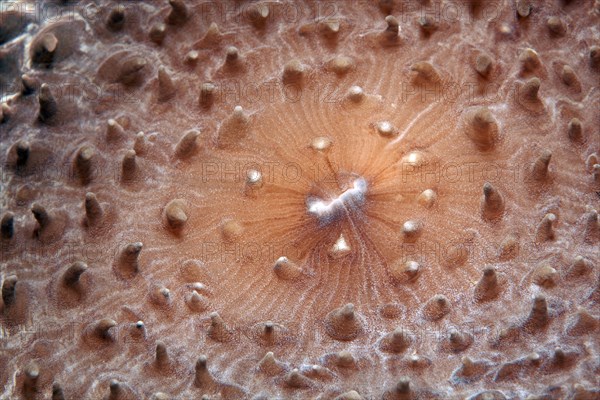 Slice anemone