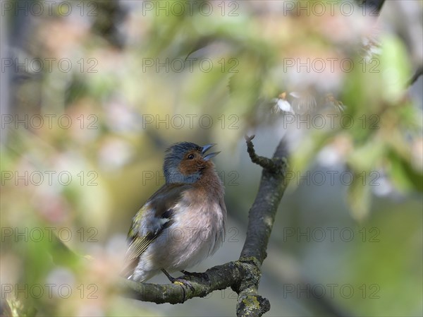 Singing Common chaffinch