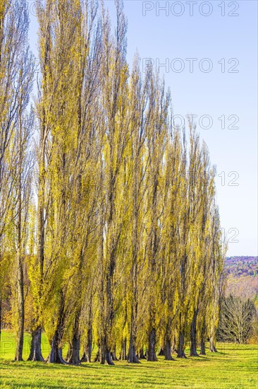 Columnar poplar avenue