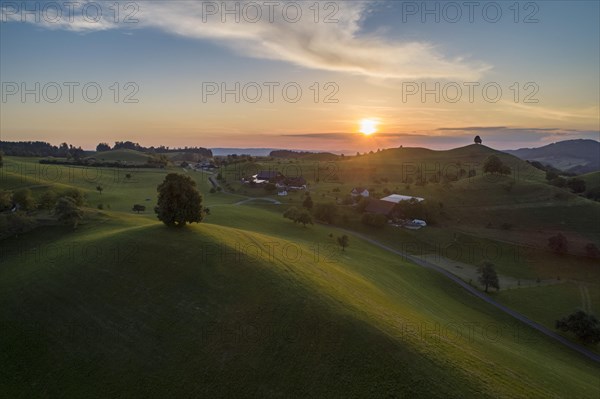 Sunset with lime tree on Drumlinhuegel