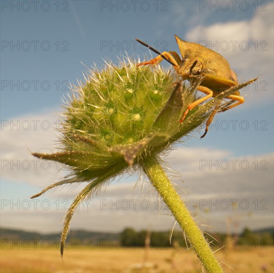 Stink Bug