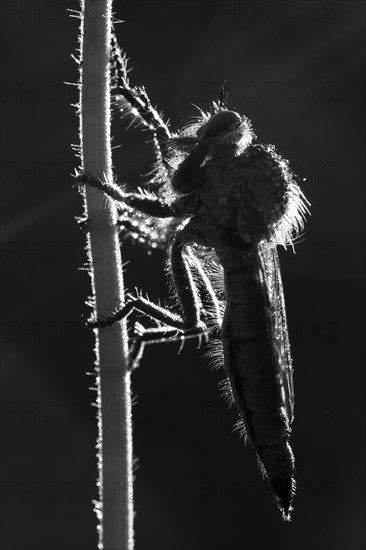 Robber fly