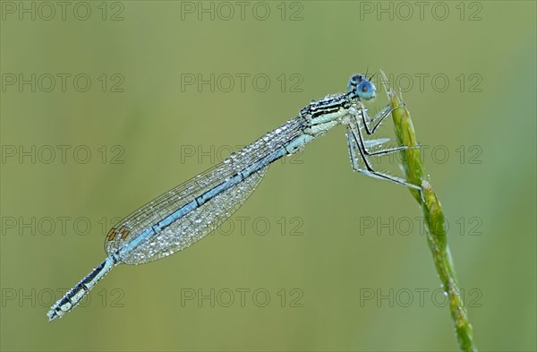 White-legged damselfly