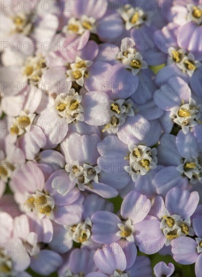 Close-up flower