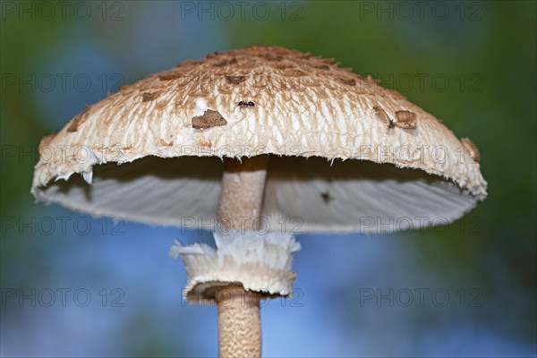 Parasol mushroom