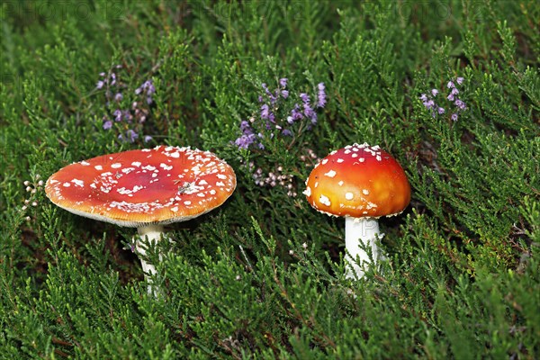 Fly agarics