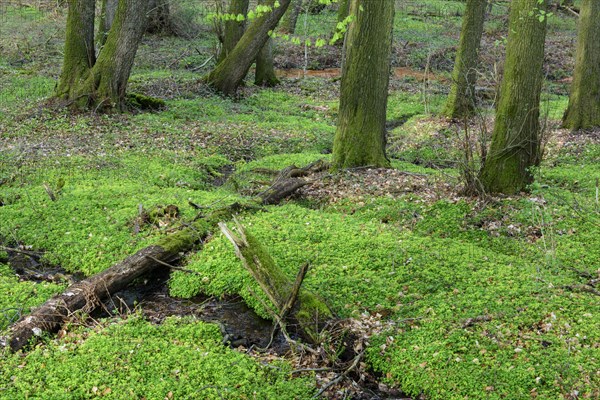 Beech trees