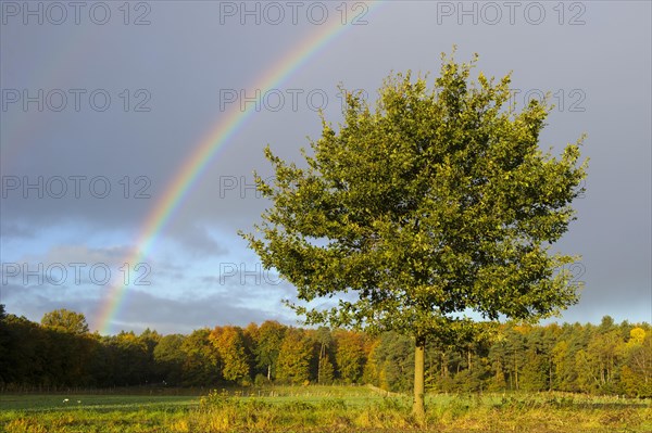 Rainbow over Oak