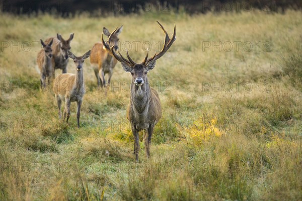 Red deer