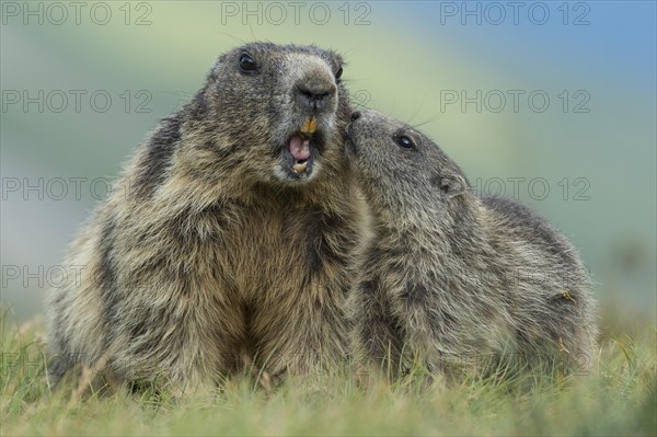 Marmot with young