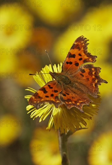 Comma