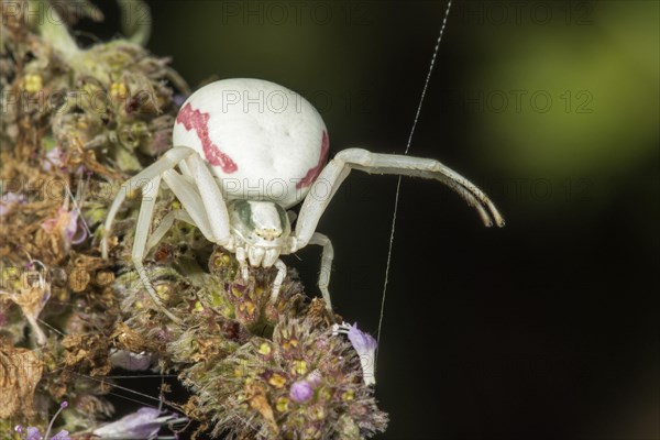 Goldenrod crab spider