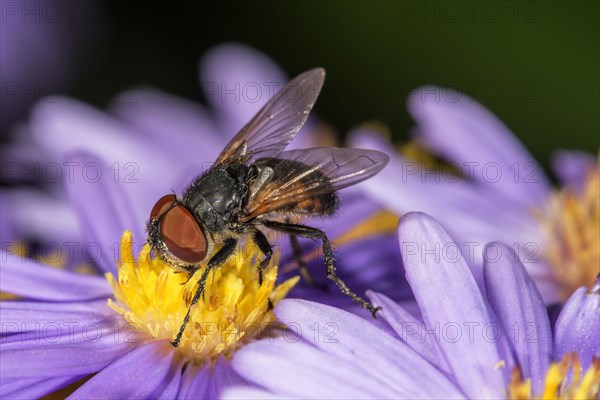 Parasite fly