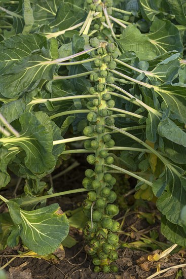 Harvesting Brussels sprouts