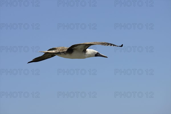 Guano Booby