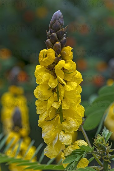 Senna didymobotrya