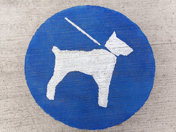 White dog on a leash on a blue background