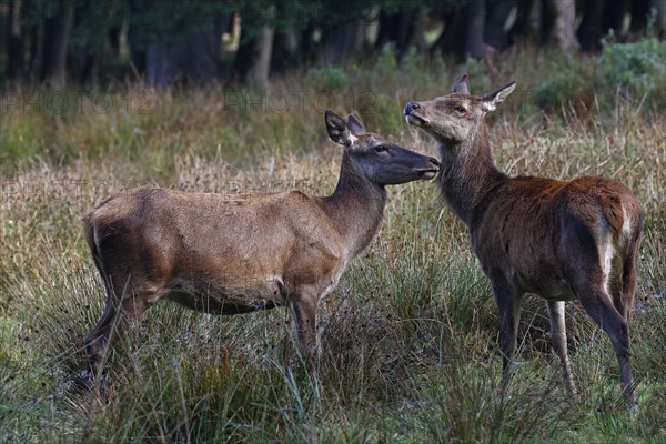 Red deer-Cows