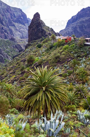 Canary Island date palm