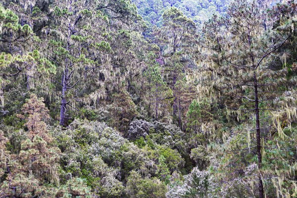 Cloud forest with hanging lichens