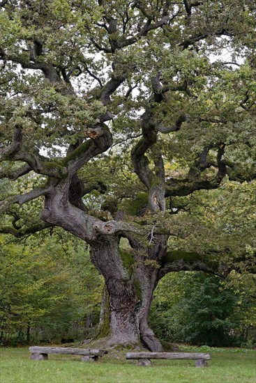 English oak