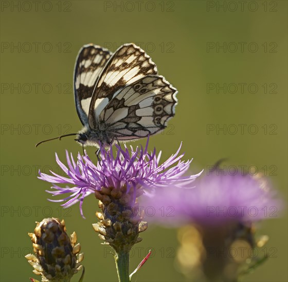 Marbled white