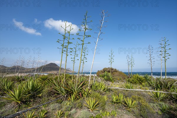 Agaves on the beach