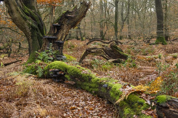 Dead tree in the jungle Baumweg