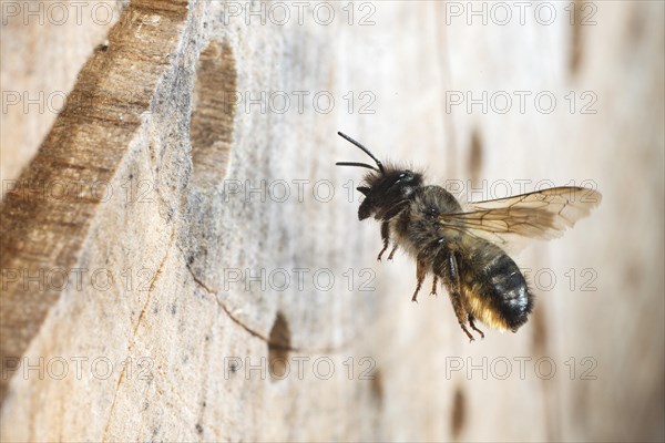 Hornfaced bee