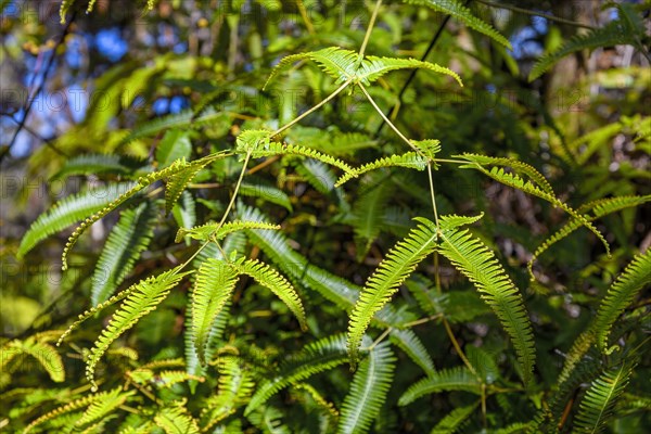 Leaf shoots of the tree fern