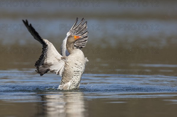 Greylag goose