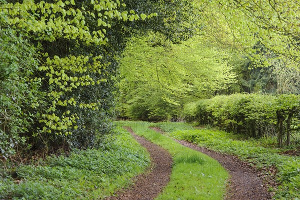 Weg im Herrenholz
