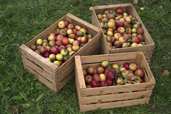 Freshly picked apples