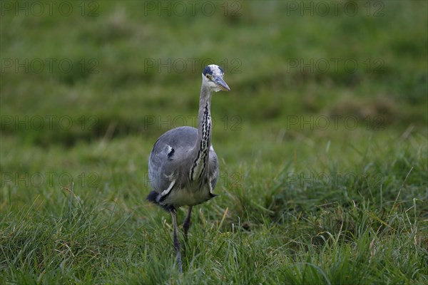 Grey heron