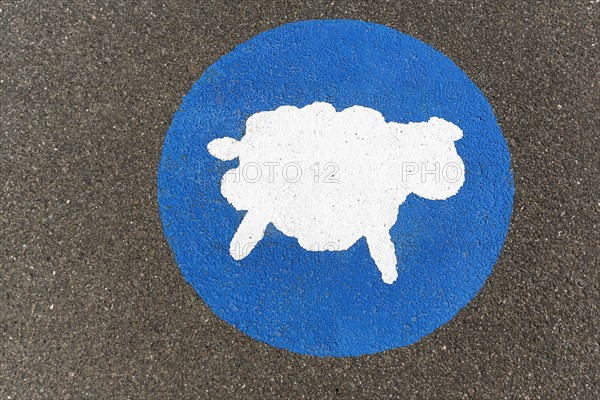White sheep on a blue background
