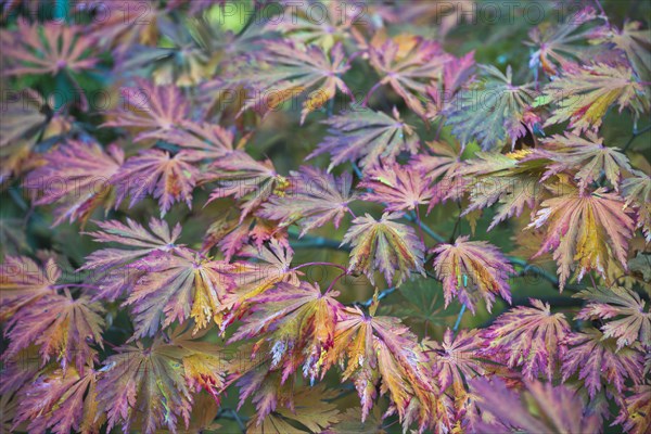 Autumn leaves of wolfsbane maple