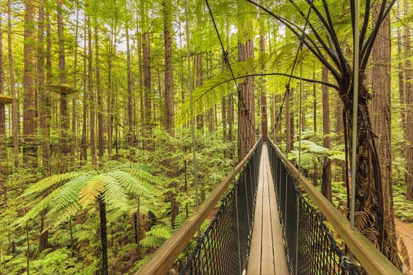 Redwood Treewalk