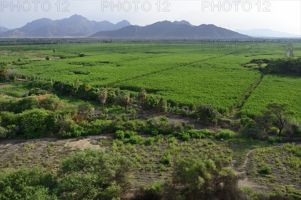 Sugarcane fields