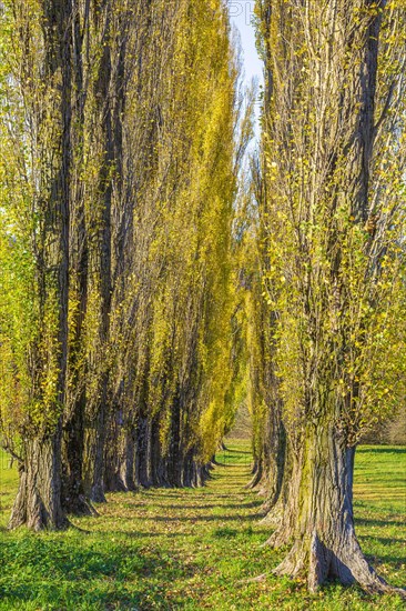 Columnar poplar avenue