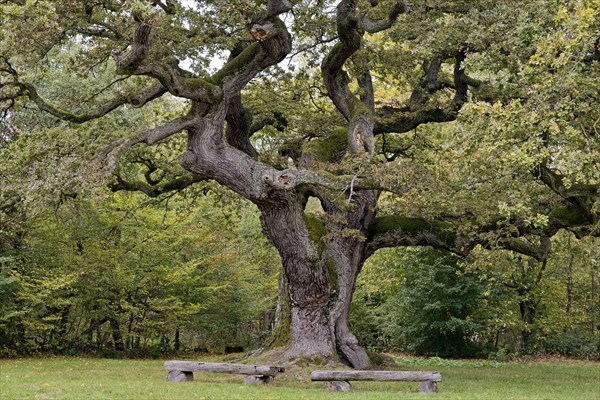 English oak