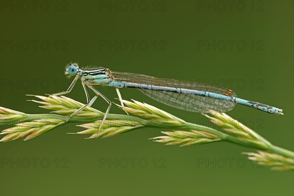 White-legged damselfly